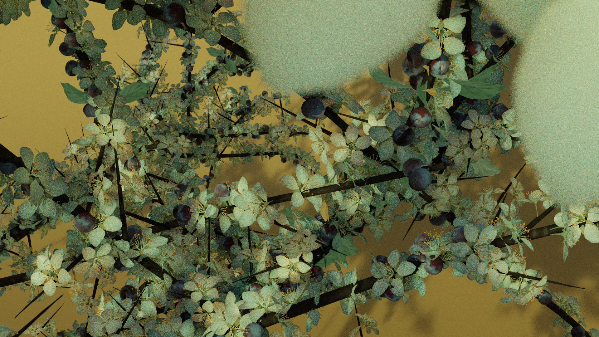 Prunus spinosa, Blackthorn preview image 2